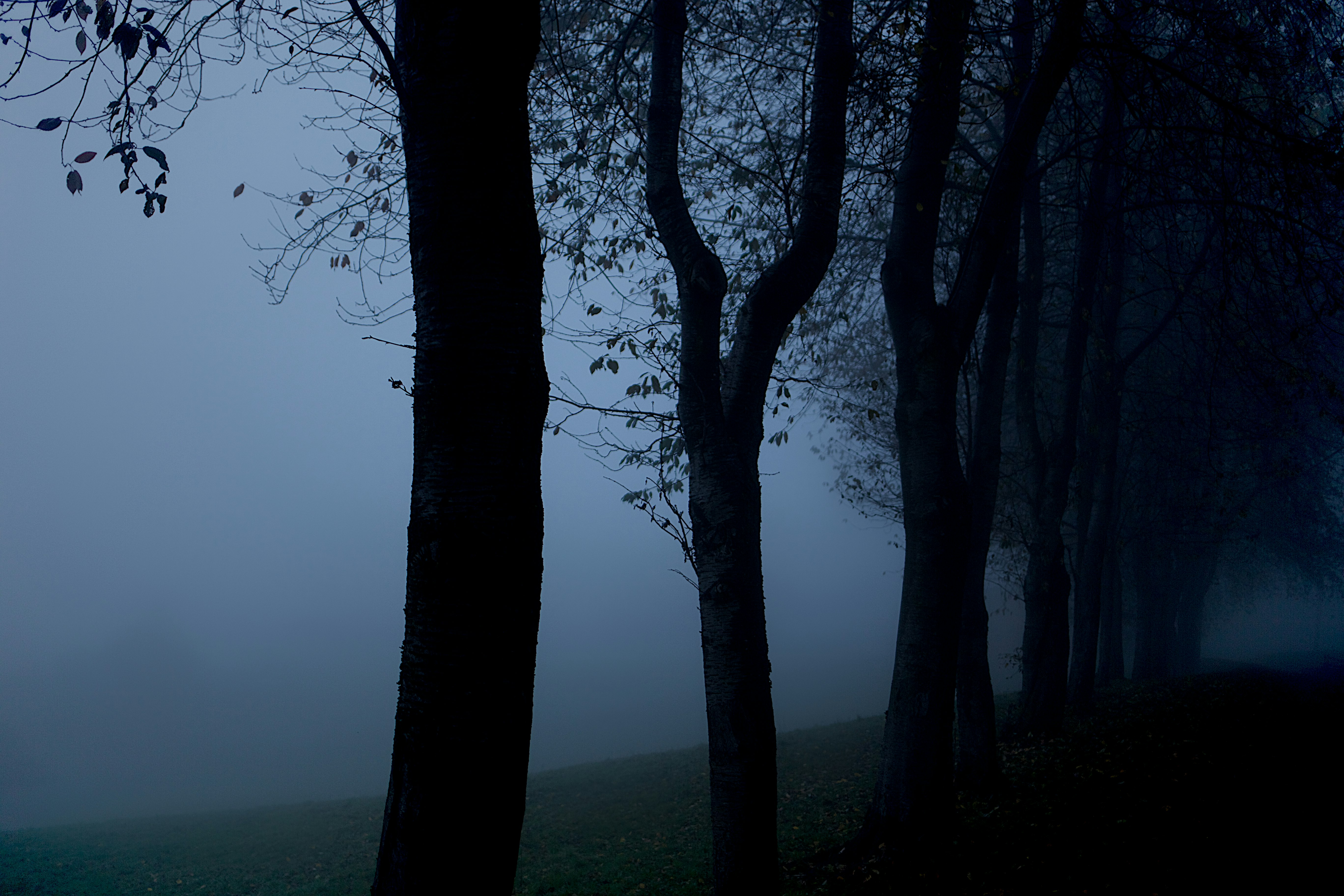 silhouette photography of trees